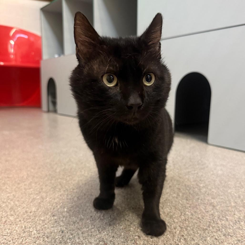 Beef (Frisco), a Adoptable Domestic Short Hair in Sarasota, FL image 4/6