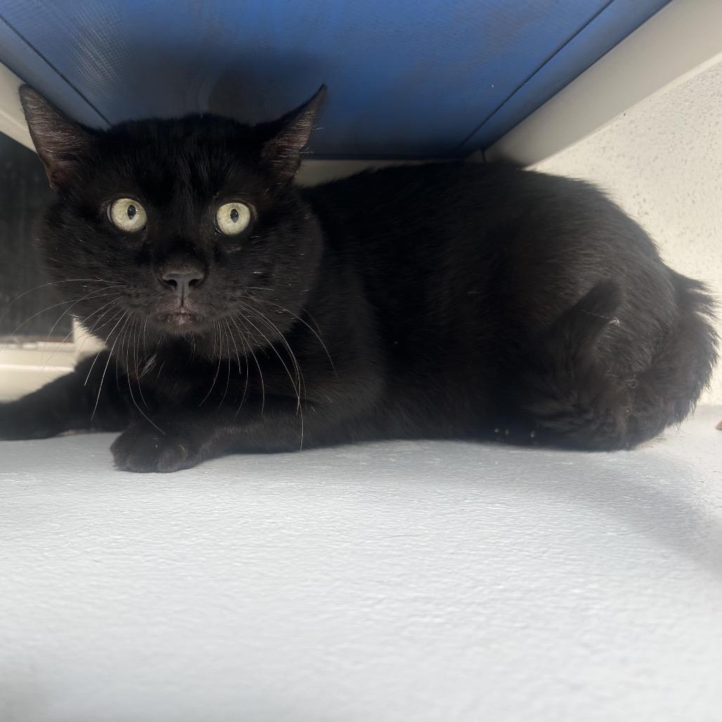 Beef (Frisco), a Adoptable Domestic Short Hair in Sarasota, FL image 5/6