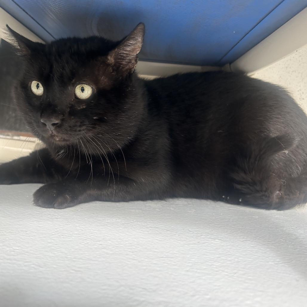 Beef (Frisco), a Adoptable Domestic Short Hair in Sarasota, FL image 6/6