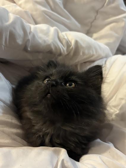 Enlarge Abraxos, an adopted Domestic Long Hair in Hillsboro, OR image 2/6