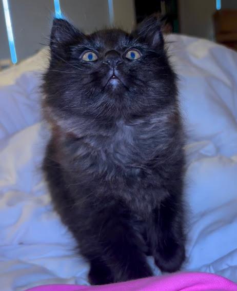 Enlarge Abraxos, an adopted Domestic Long Hair in Hillsboro, OR image 4/6