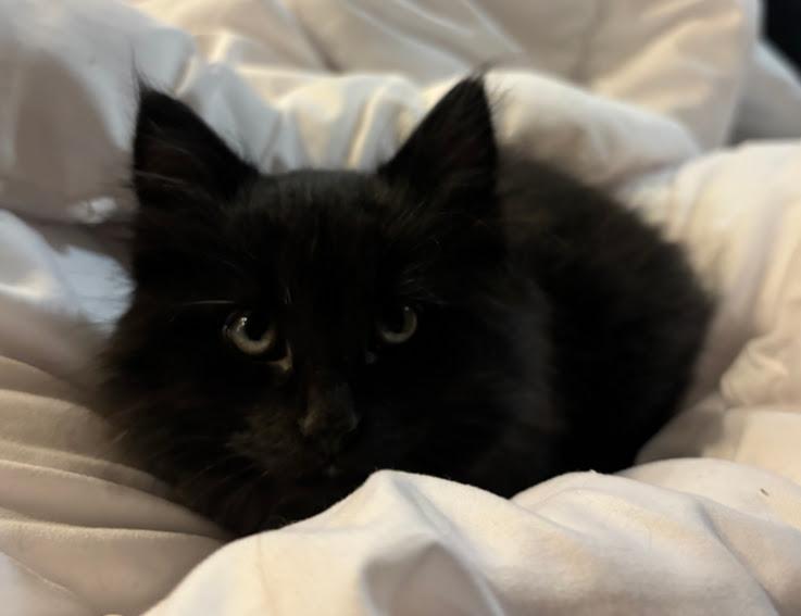 Enlarge Abraxos, an adopted Domestic Long Hair in Hillsboro, OR image 1/6