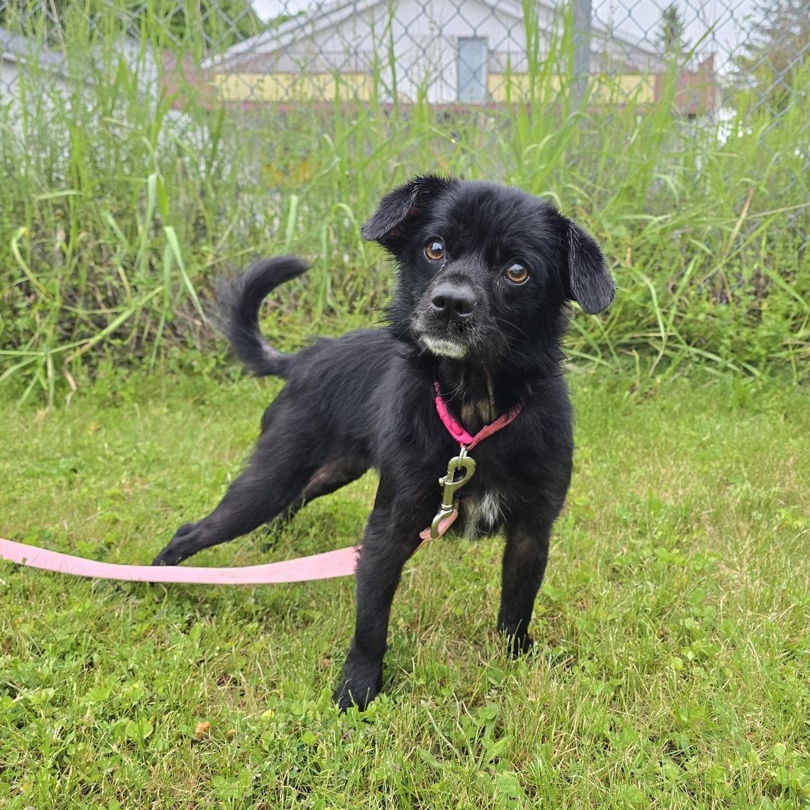 Pup Pup, adoptable, Adult Female Mixed Breed.