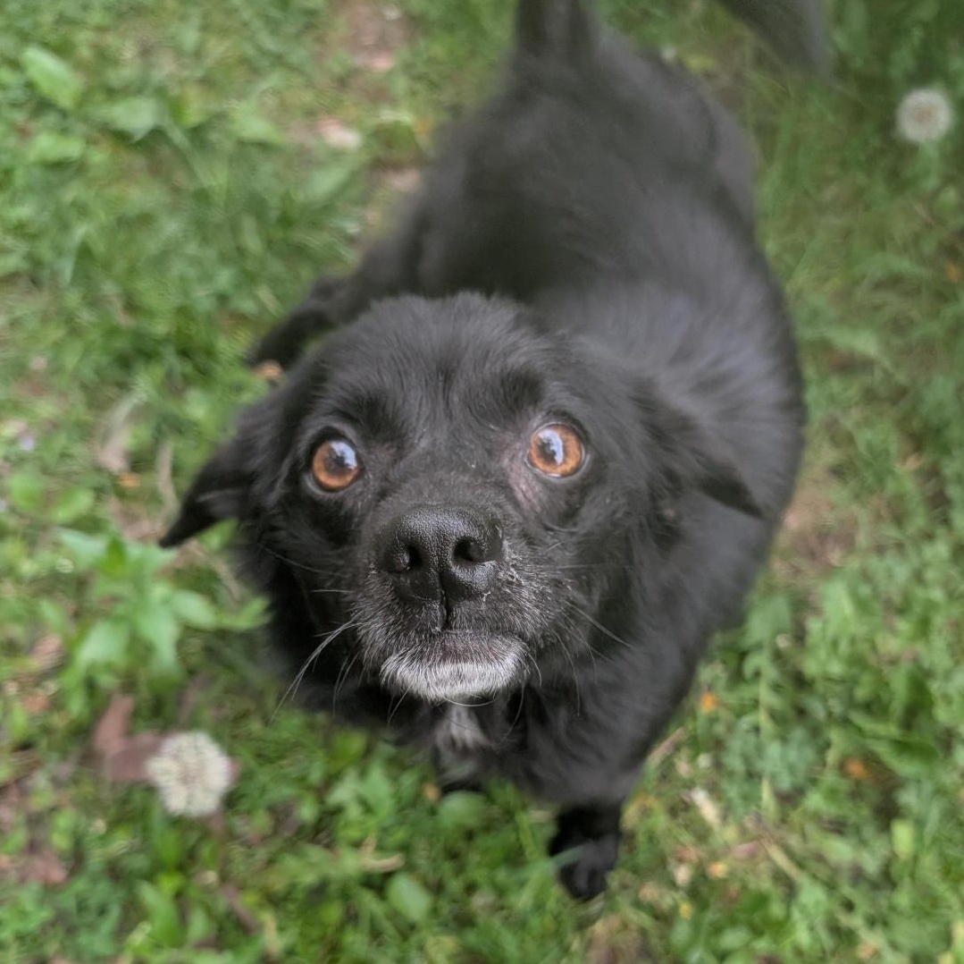 Pup Pup, an adoptable Mixed Breed in Cooperstown, NY image 2/2