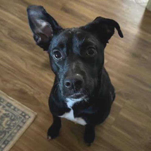 Jessie, Adoptable, Young Female Terrier.