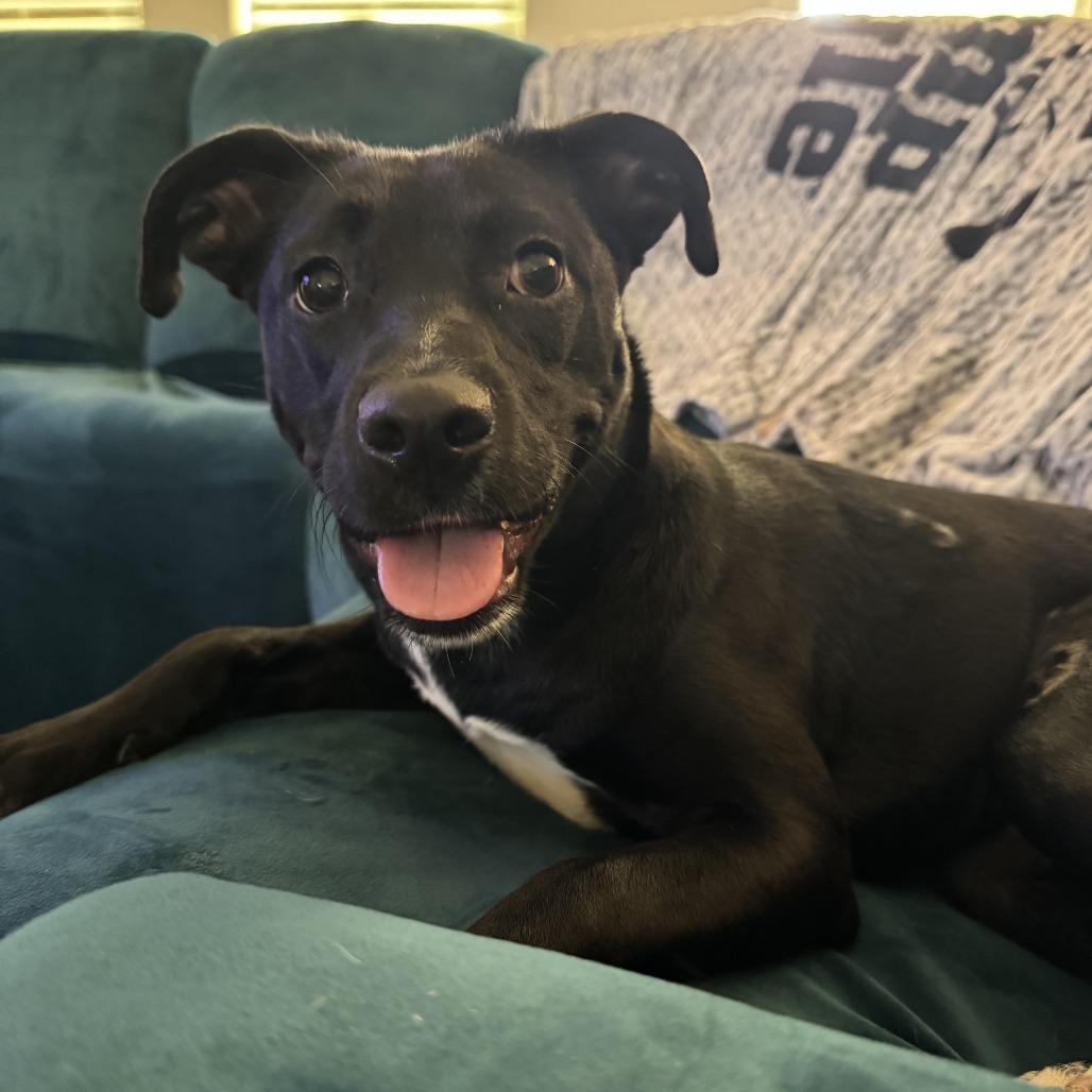 Enlarge Jessie, a Adoptable mixed breed in Abilene, TX image 2/6