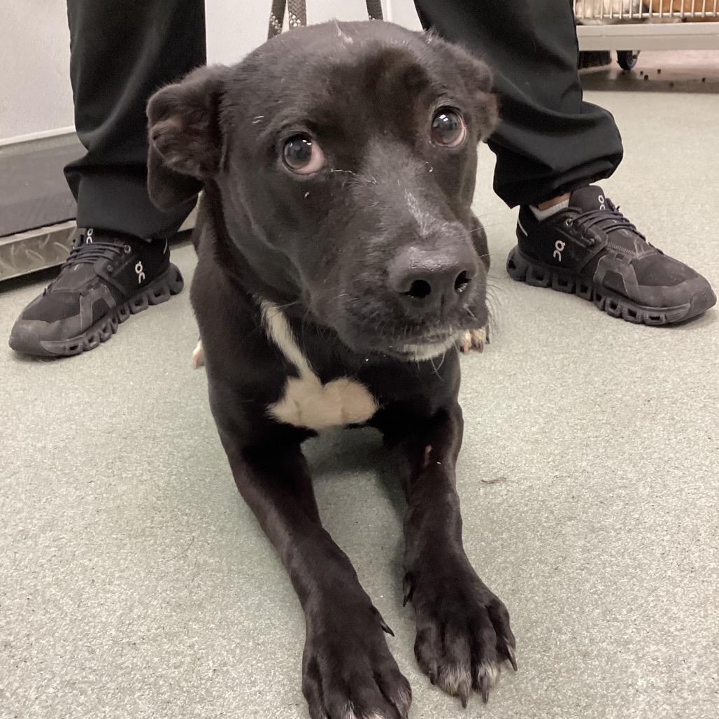 Enlarge Jessie, a Adoptable mixed breed in Abilene, TX image 3/6