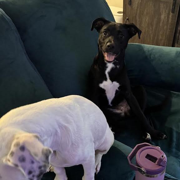 Enlarge Jessie, a Adoptable mixed breed in Abilene, TX image 4/6