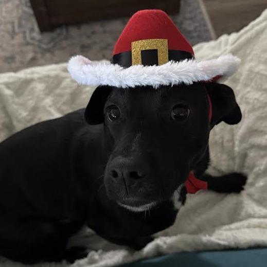 Enlarge Jessie, a Adoptable mixed breed in Abilene, TX image 5/6