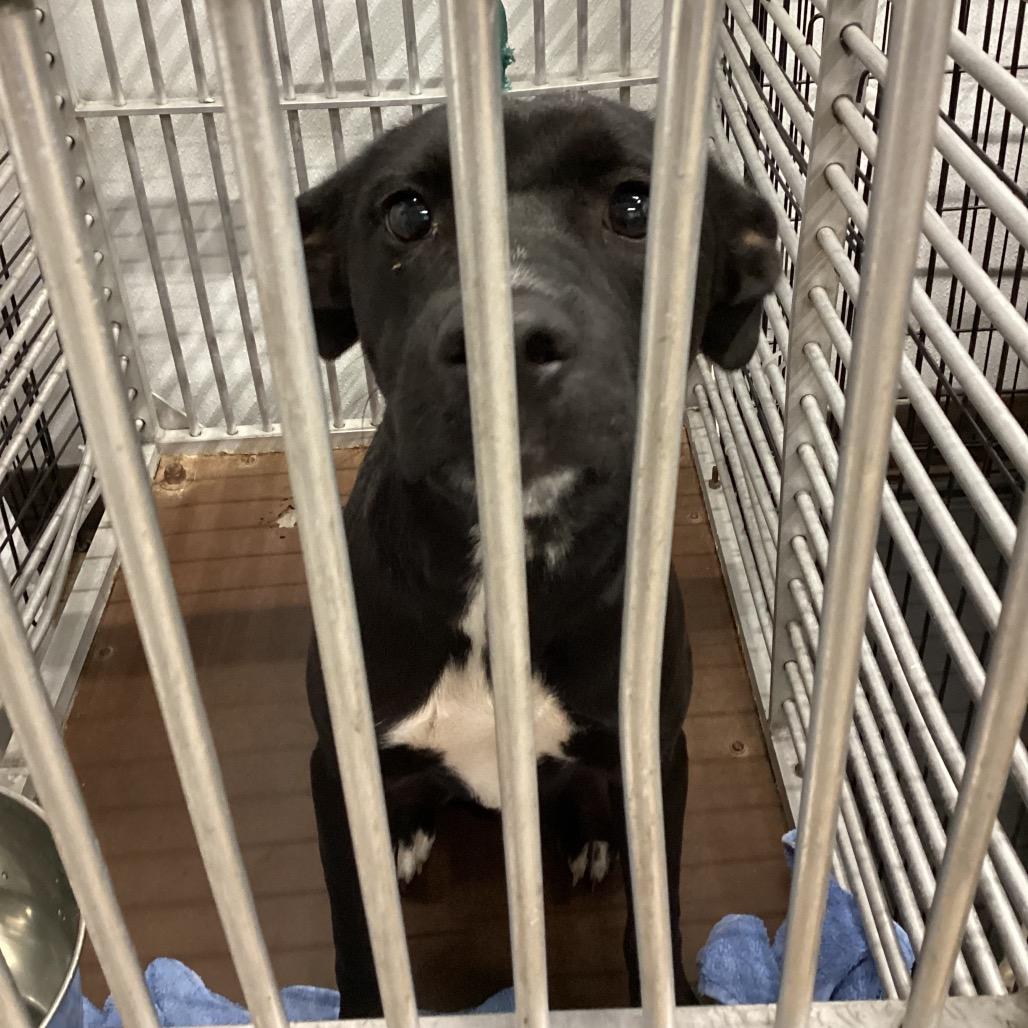 Enlarge Jessie, a Adoptable mixed breed in Abilene, TX image 6/6