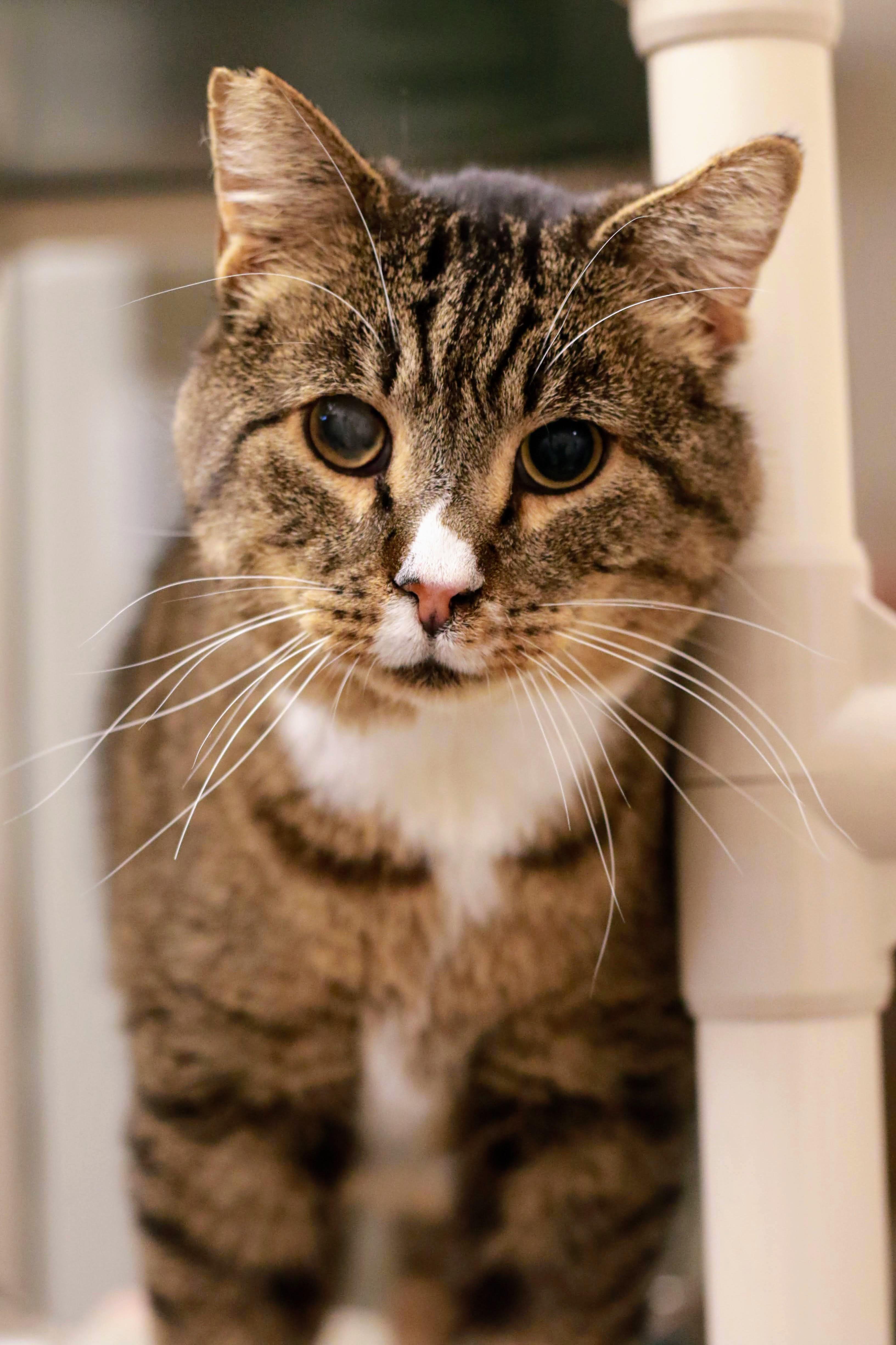 Kimbop, a ADOPTABLE Domestic Short Hair in Boise, ID image 1/4