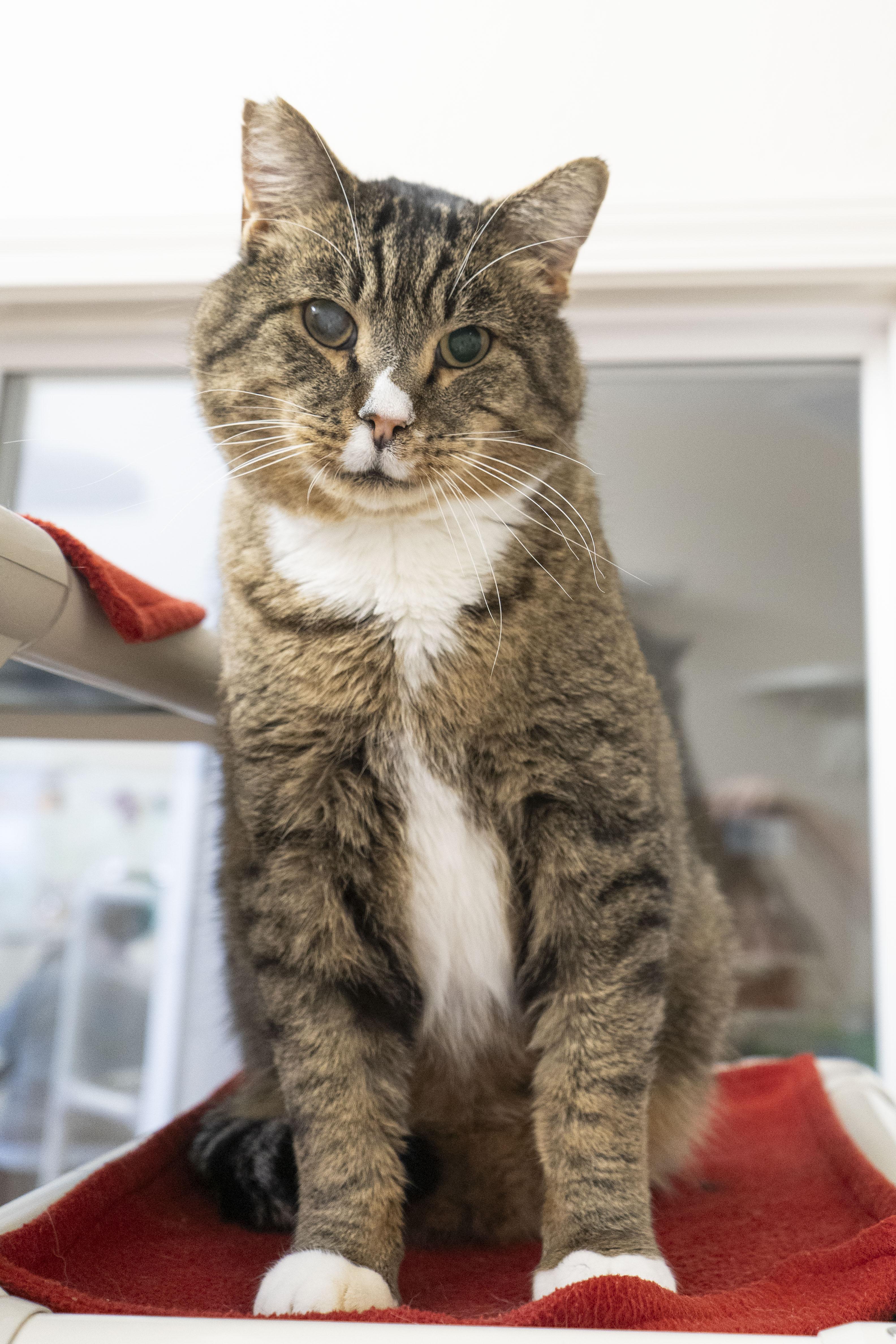 Kimbop, a ADOPTABLE Domestic Short Hair in Boise, ID image 2/4