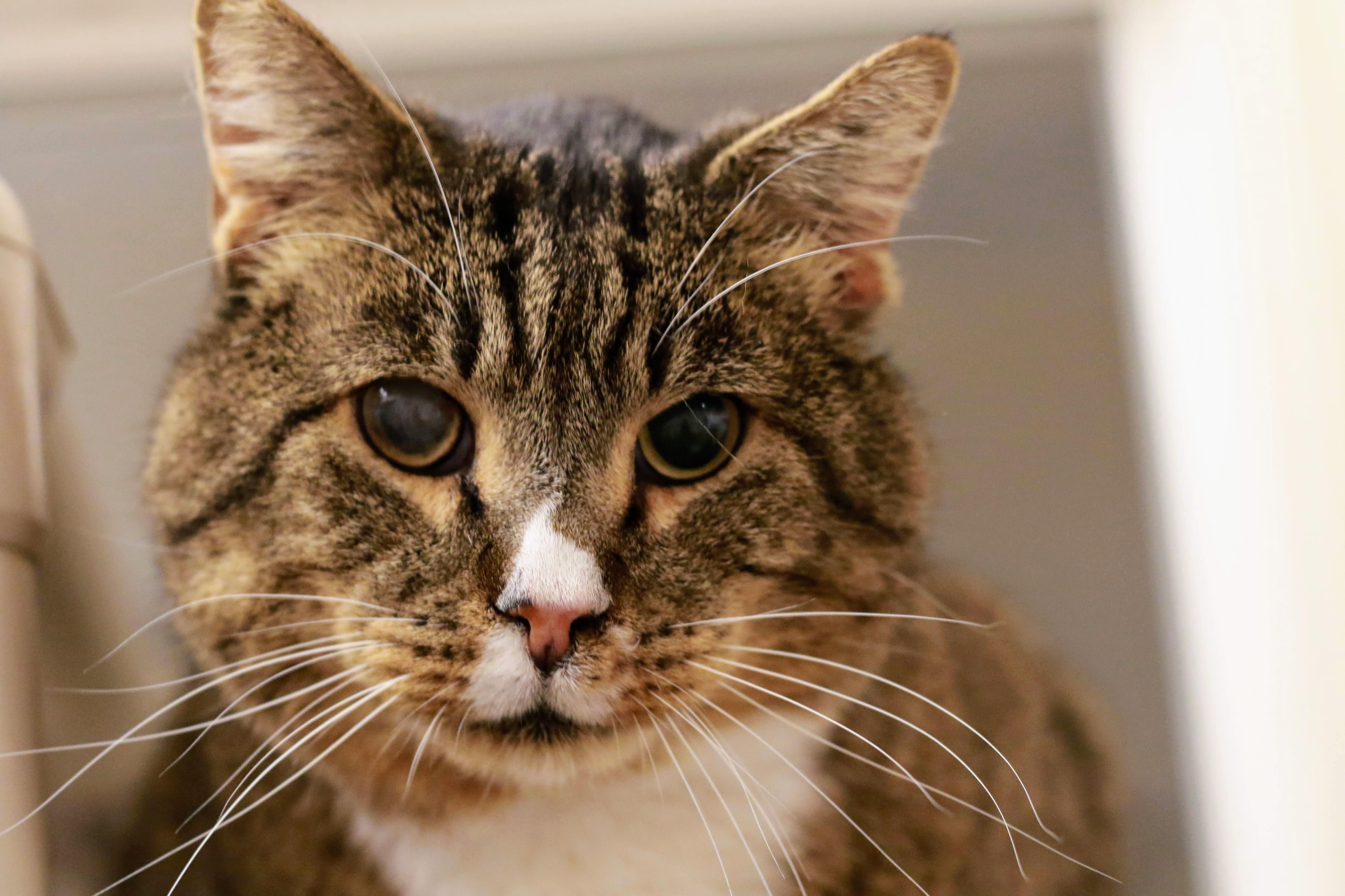 Kimbop, a ADOPTABLE Domestic Short Hair in Boise, ID image 3/4