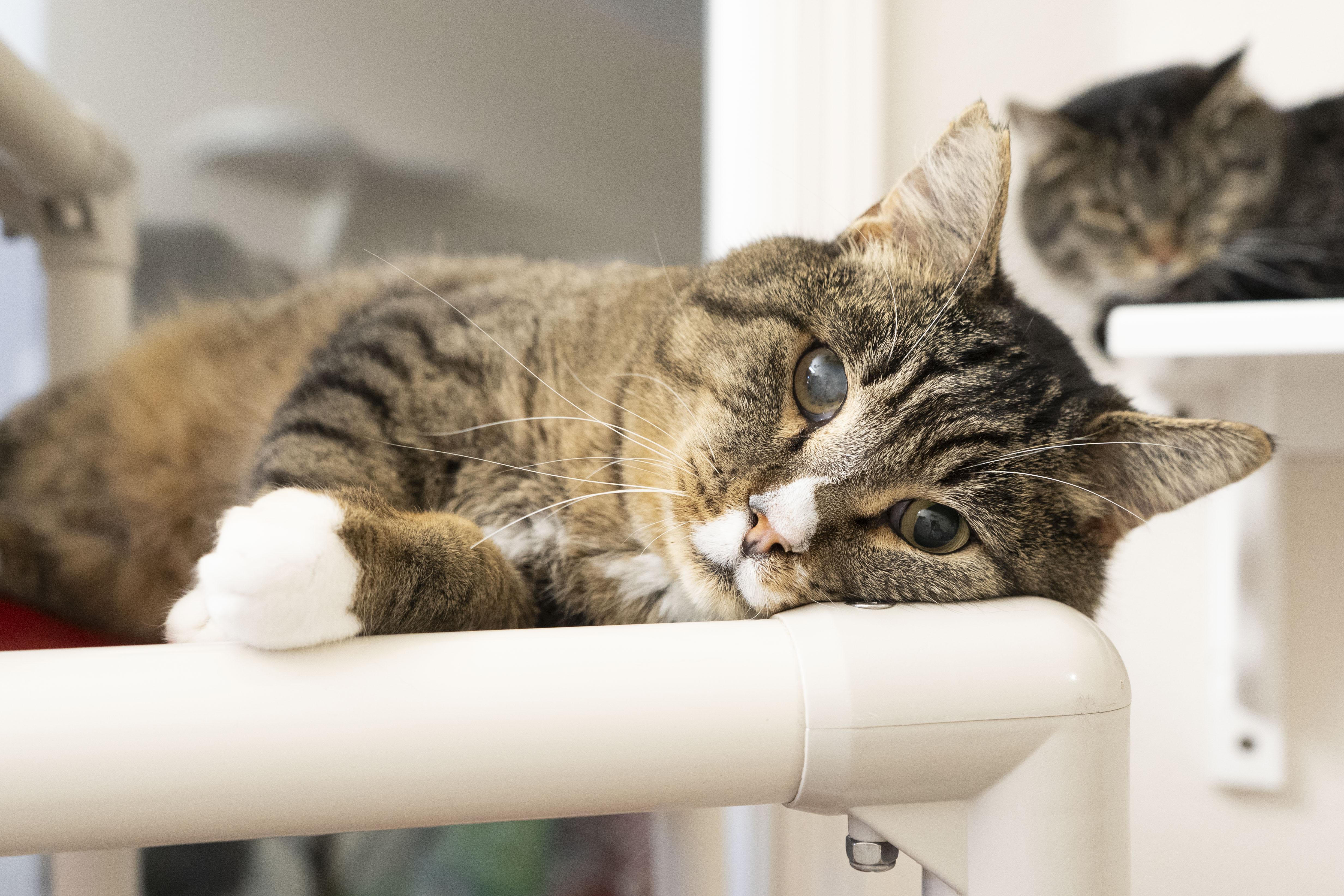 Kimbop, a ADOPTABLE Domestic Short Hair in Boise, ID image 4/4