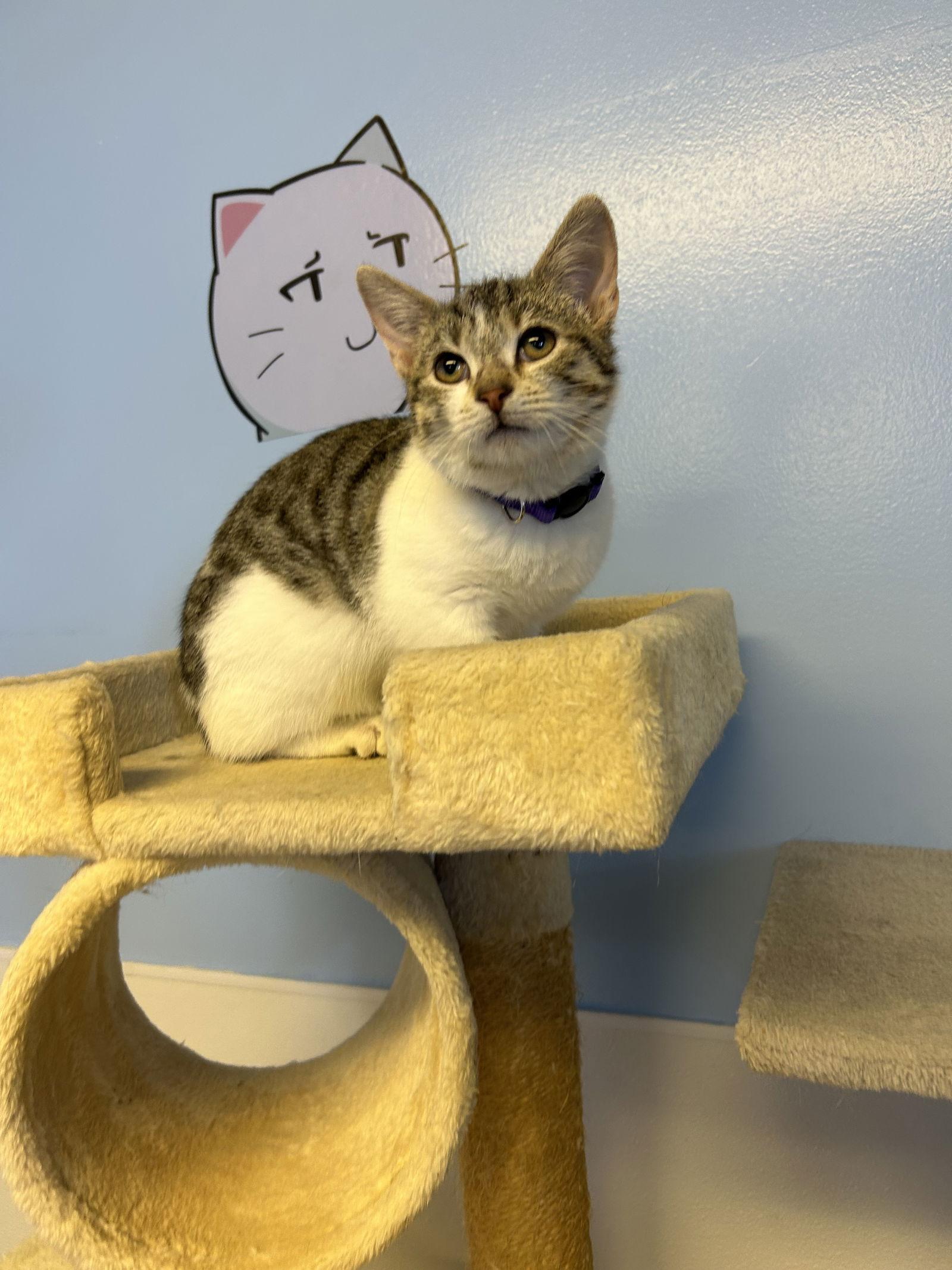 Wonton, a Adoptable Domestic Short Hair in Steeleville, IL image 1/2