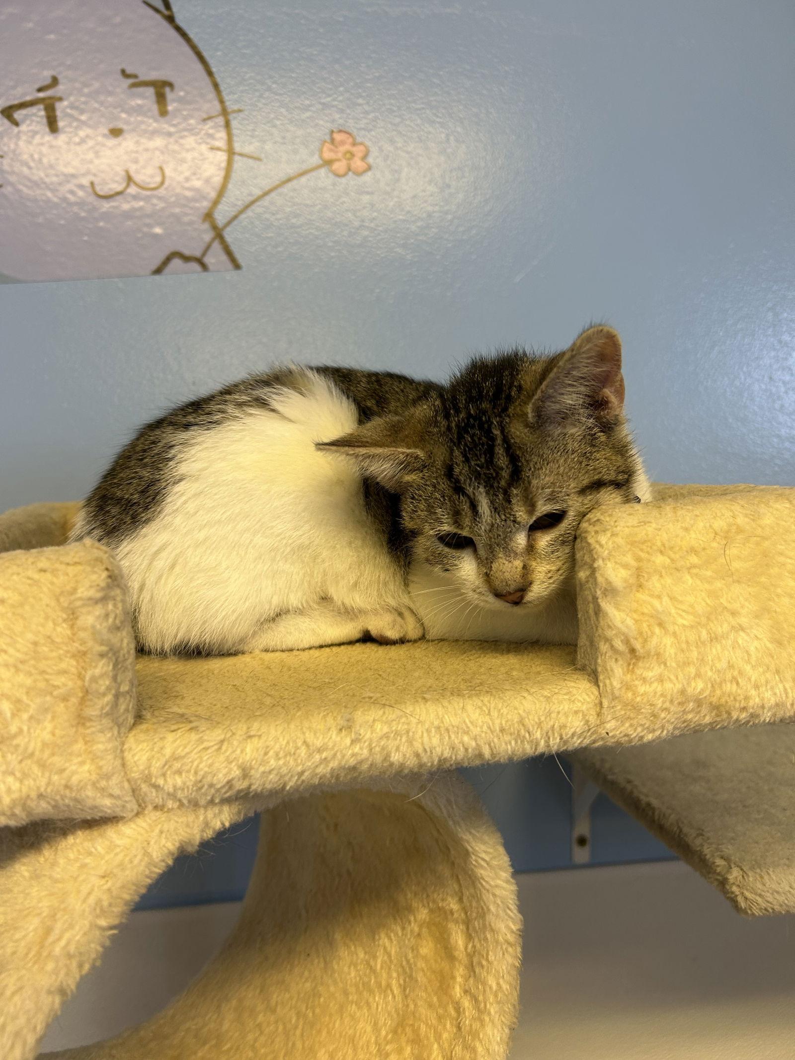 Wonton, a Adoptable Domestic Short Hair in Steeleville, IL image 2/2