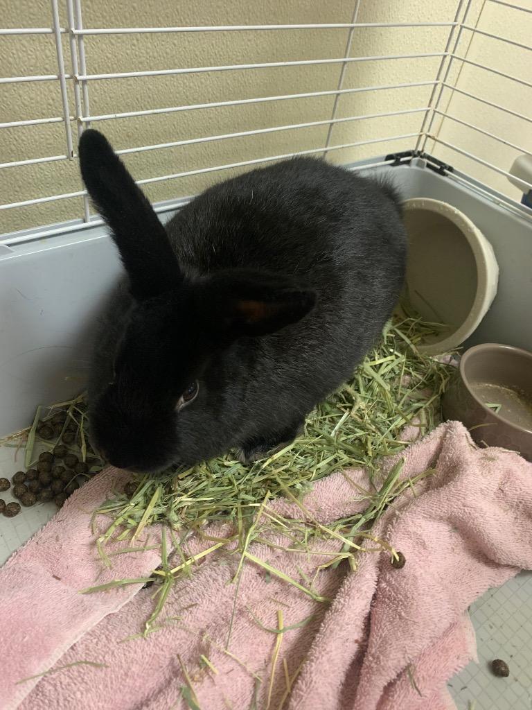 Arugula, Adoptable, Young Female American.