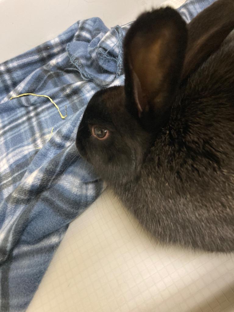 Enlarge Arugula, a Adoptable American in Christiansburg, VA image 1/1