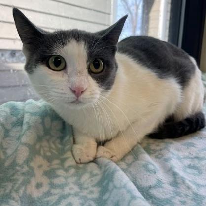 Enlarge Shirl, a ADOPTABLE Domestic Short Hair in Rochester, MN image 2/3