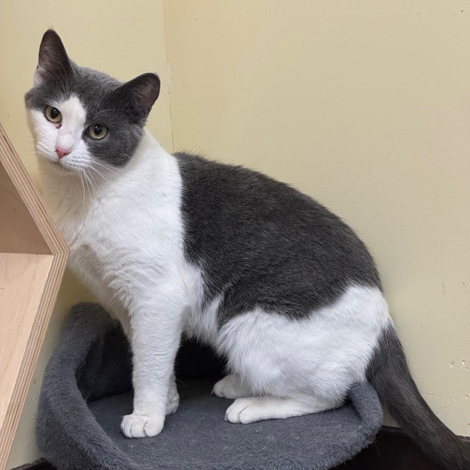 Enlarge Shirl, a ADOPTABLE Domestic Short Hair in Rochester, MN image 1/3