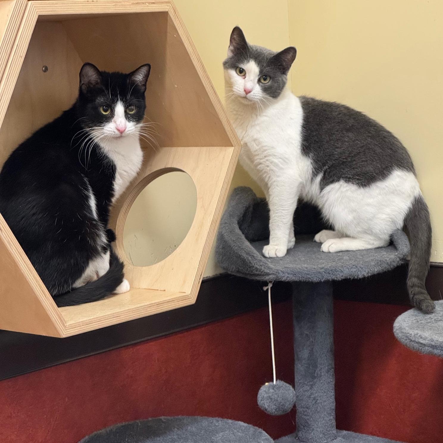 Enlarge Shirl, a ADOPTABLE Domestic Short Hair in Rochester, MN image 3/3