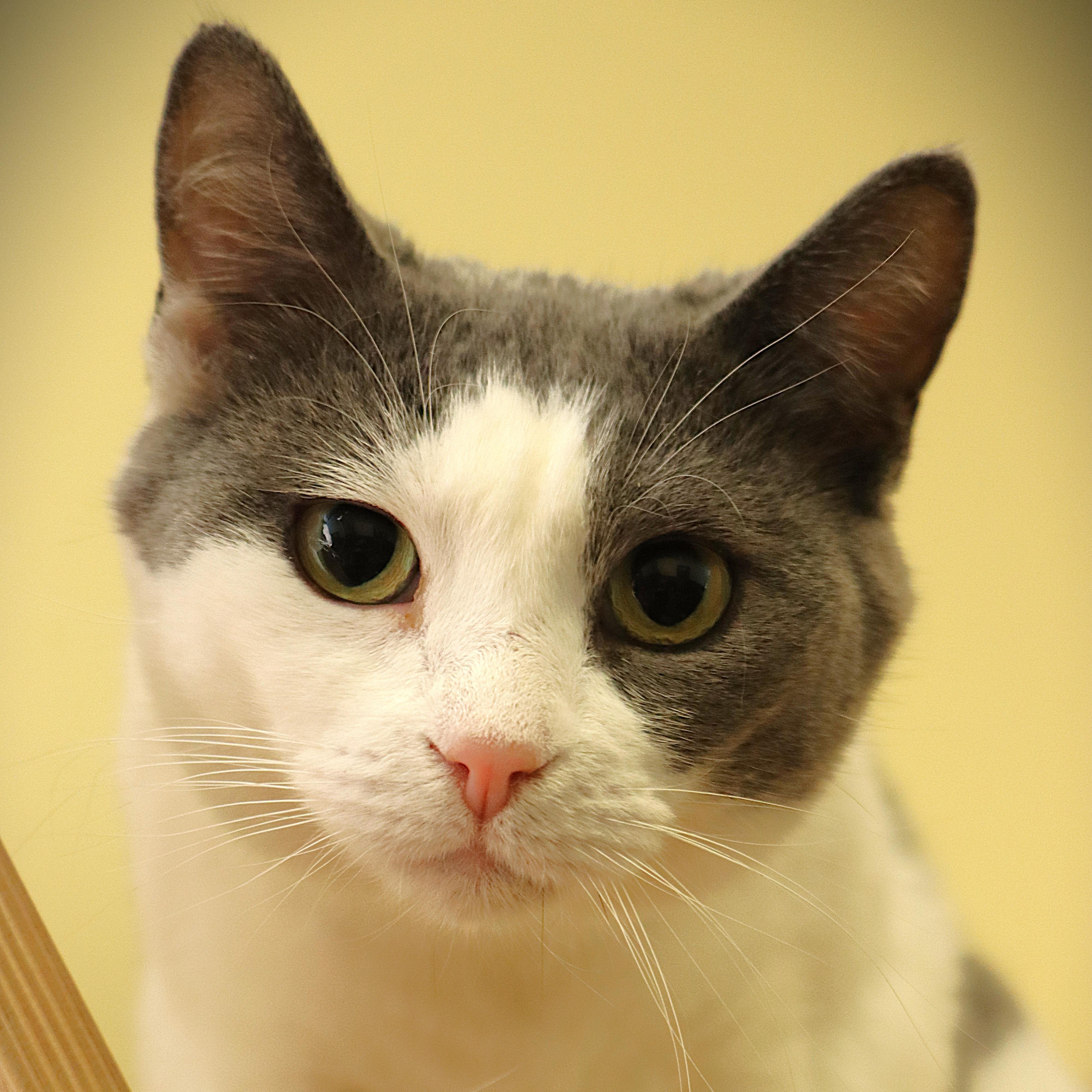 Shirl, ADOPTABLE, Adult Female Domestic Short Hair.