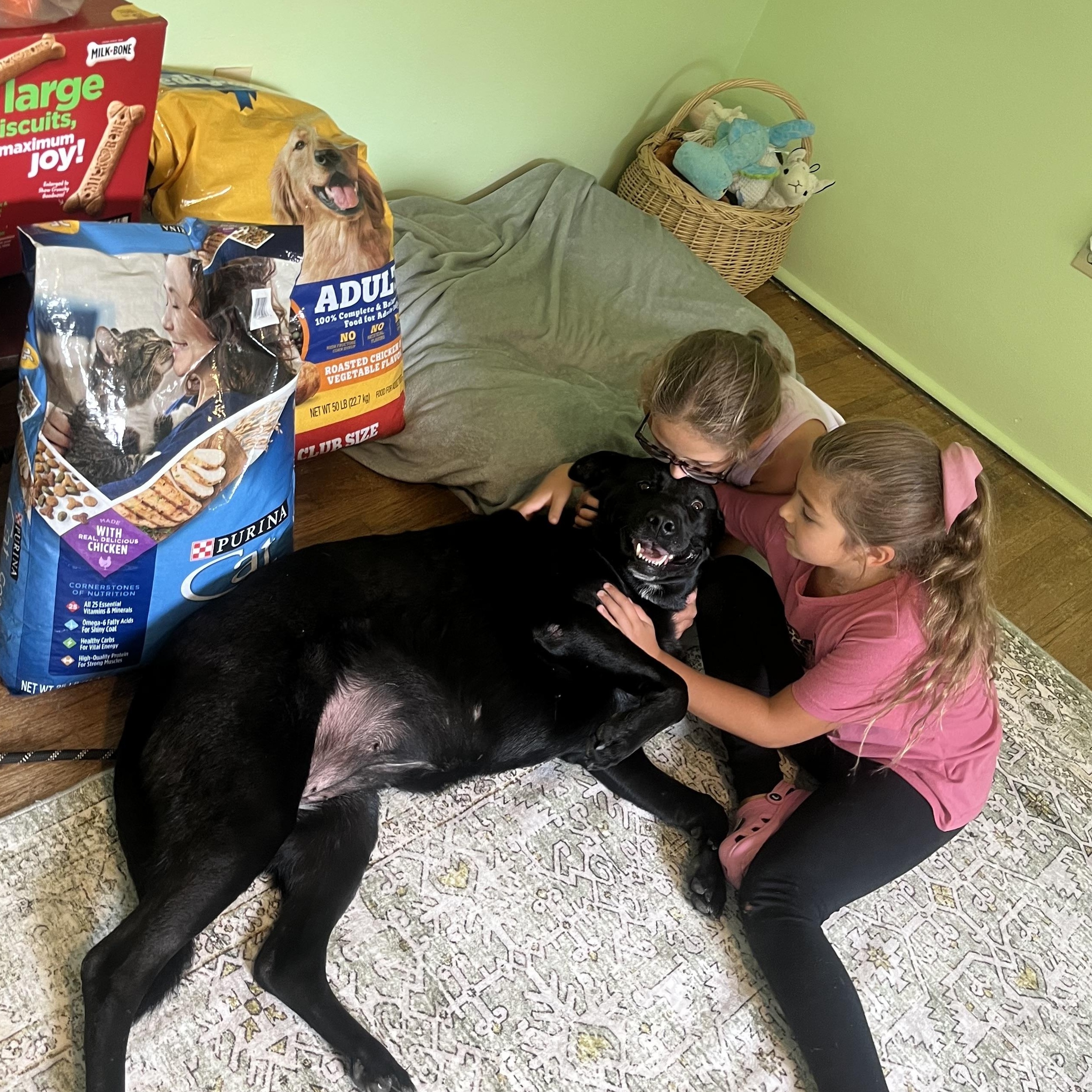 Cleo, a Adoptable mixed breed in Youngstown, OH image 5/6