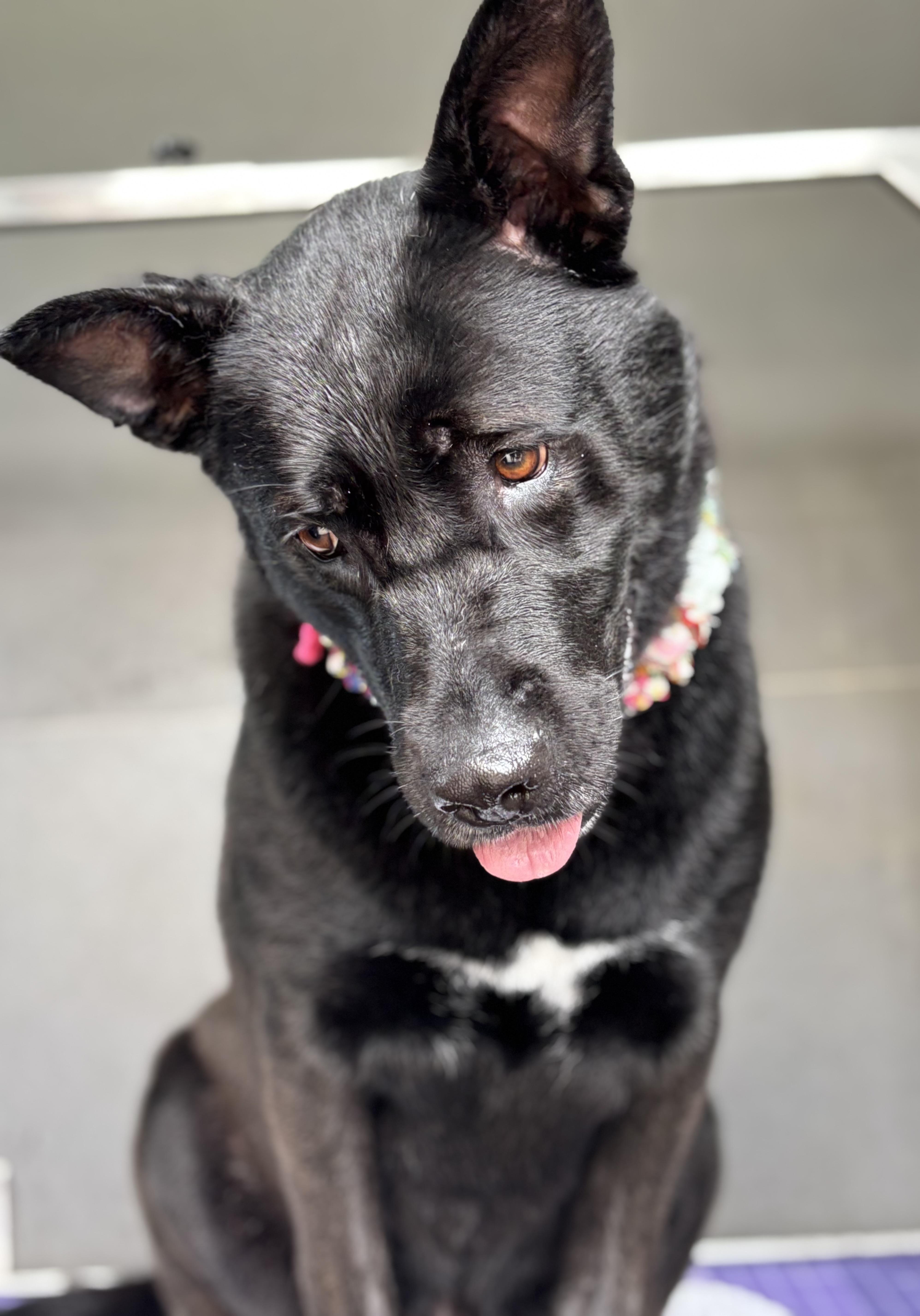 Cleo, a Adoptable mixed breed in Youngstown, OH image 4/6