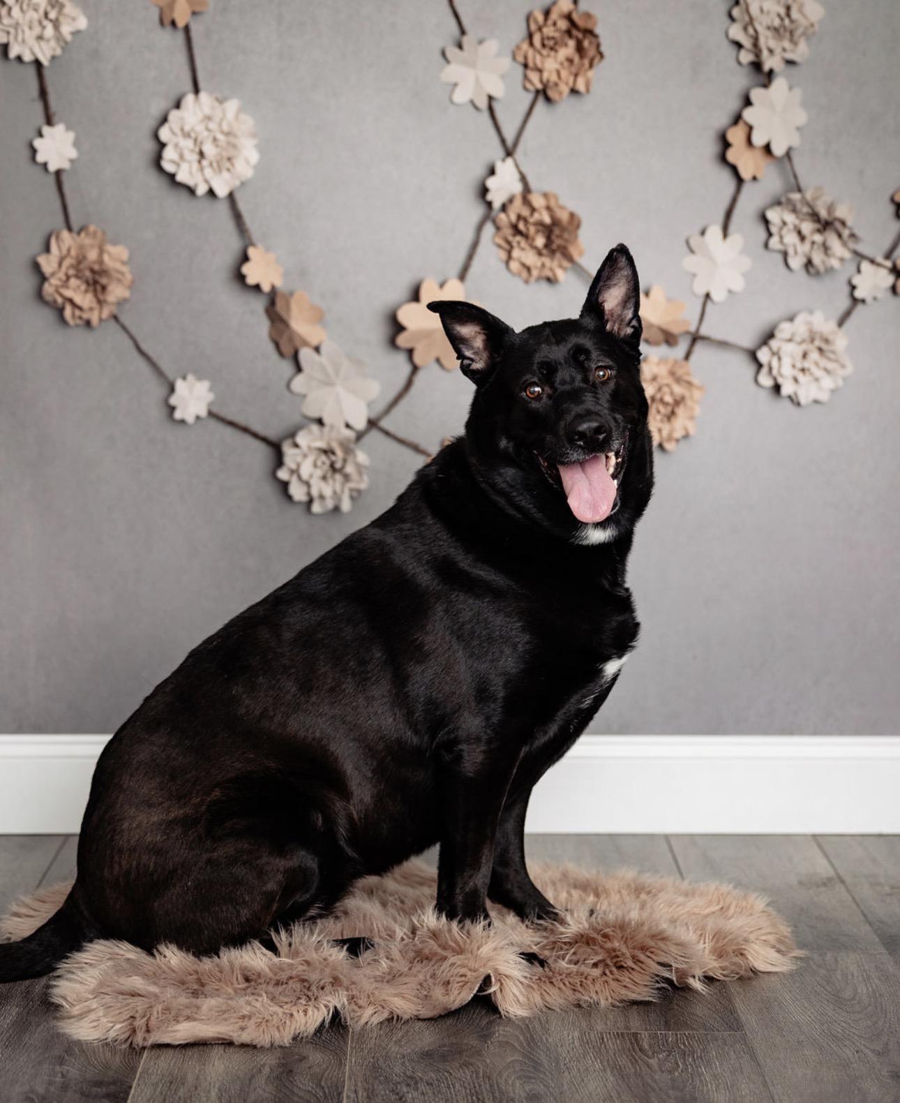 Enlarge Cleo, a Adoptable mixed breed in Youngstown, OH image 1/6