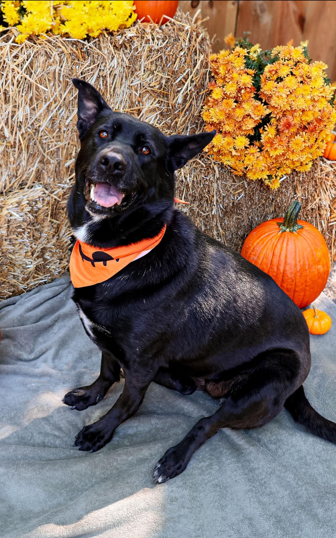 Cleo, Adoptable, Adult Female German Shepherd Dog & Akita.