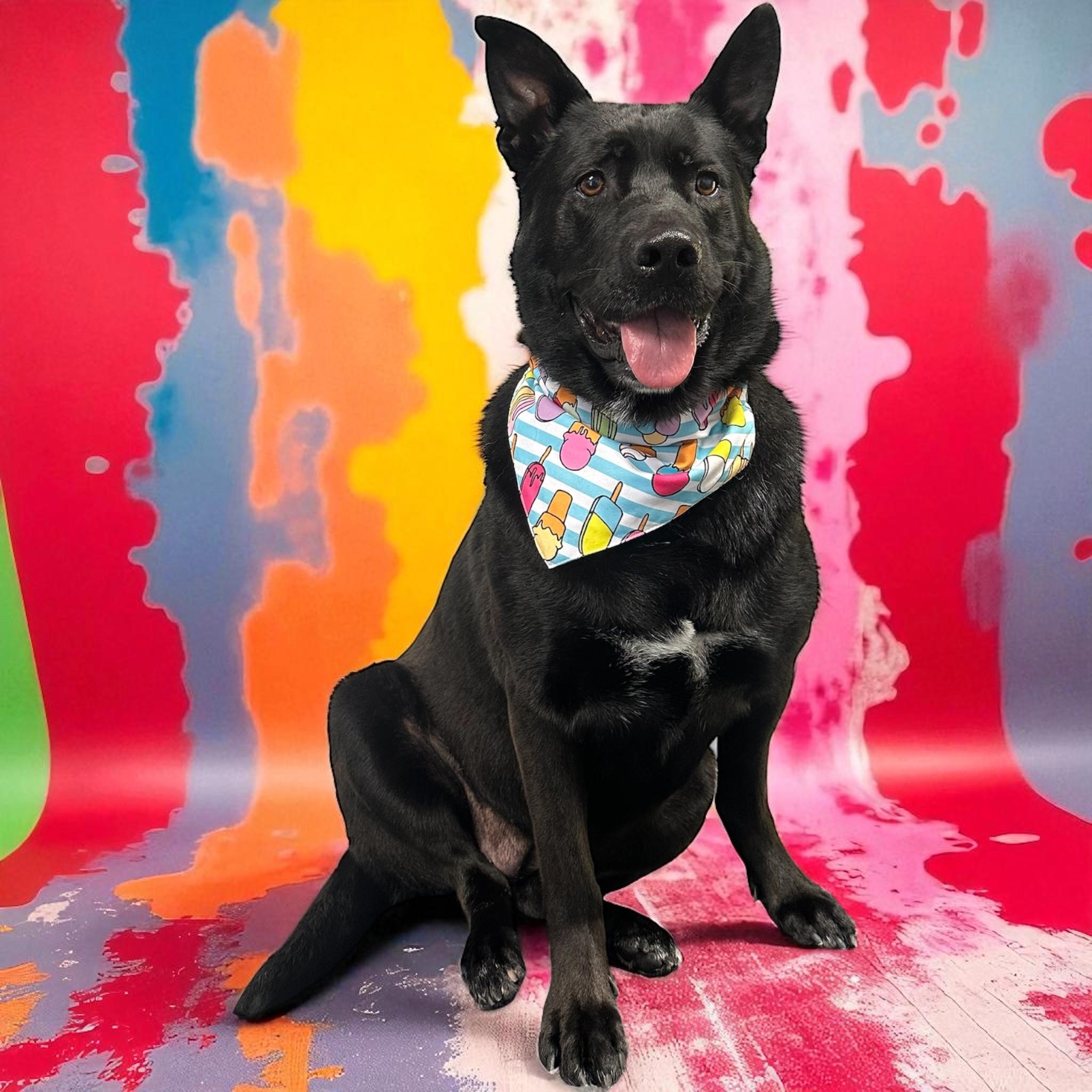 Cleo, a Adoptable mixed breed in Youngstown, OH image 3/6