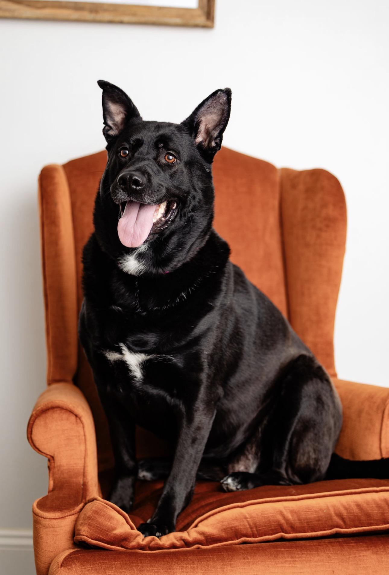 Enlarge Cleo, a Adoptable mixed breed in Youngstown, OH image 5/6