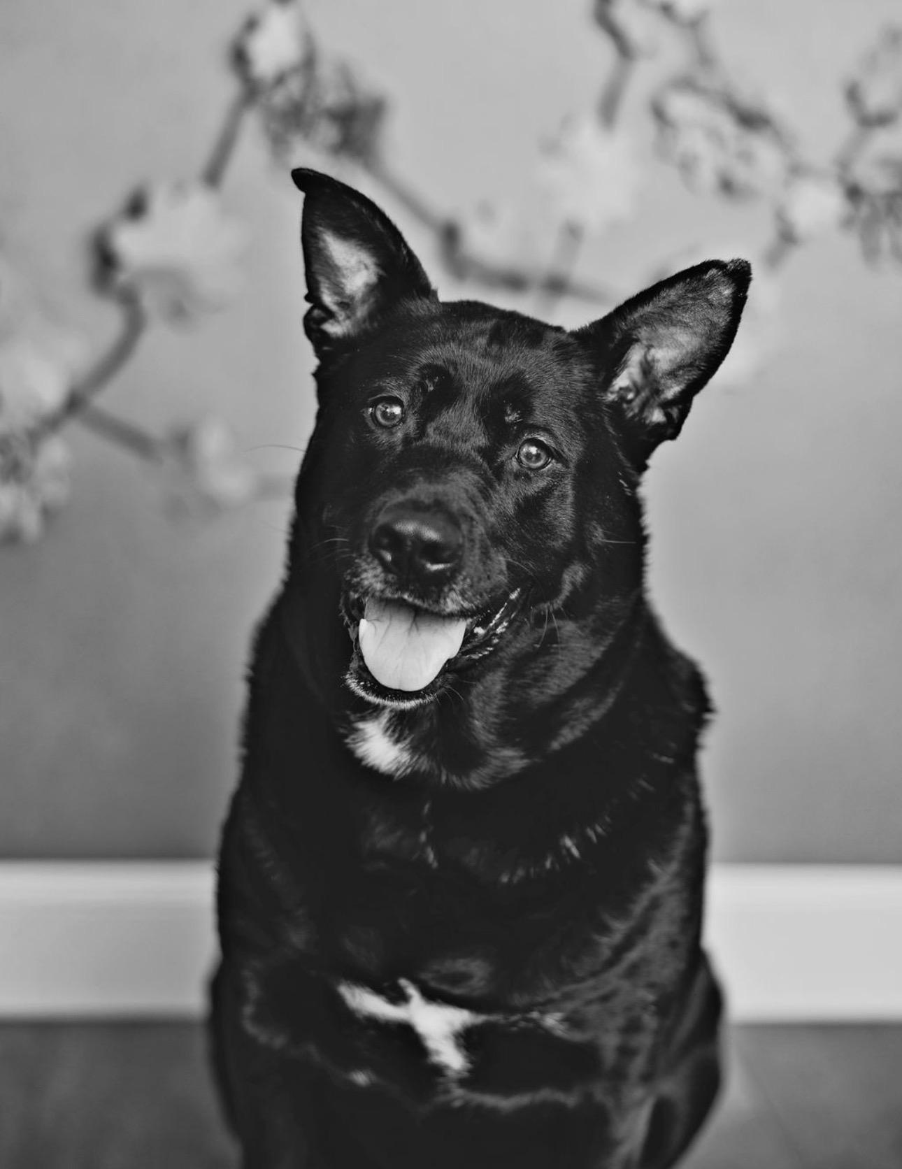 Cleo, Adoptable, Adult Female German Shepherd Dog & Akita.