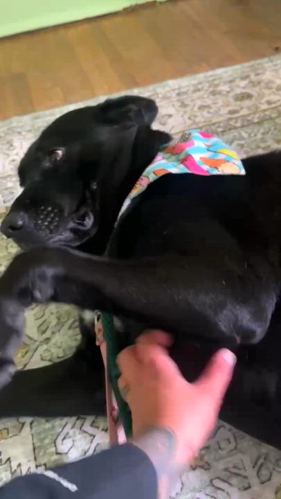 Enlarge Cleo, a Adoptable mixed breed in Youngstown, OH video 6/6