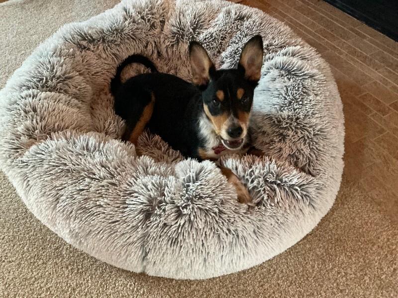 Fritz, Adoptable, Puppy Male Cattle Dog & Schnauzer.