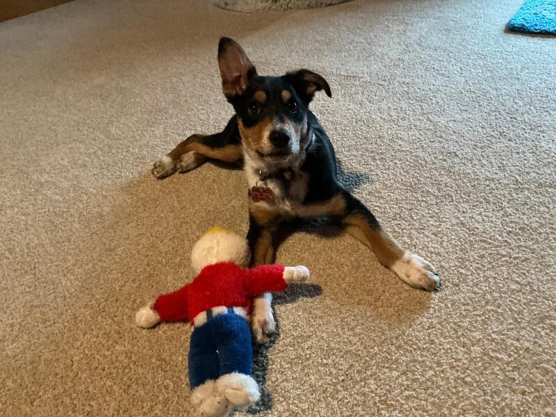 Enlarge Fritz, a Adoptable mixed breed in Fort Collins, CO image 2/6