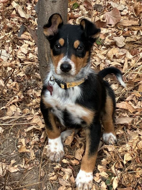 Enlarge Fritz, a Adoptable mixed breed in Fort Collins, CO image 4/6