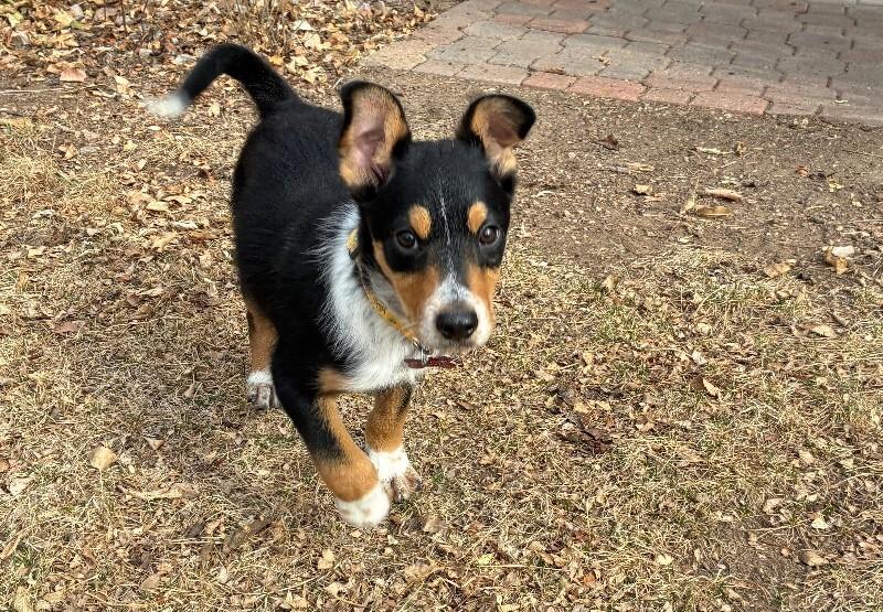 Enlarge Fritz, a Adoptable mixed breed in Fort Collins, CO image 5/6