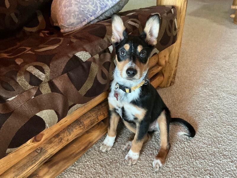 Enlarge Fritz, a Adoptable mixed breed in Fort Collins, CO image 6/6