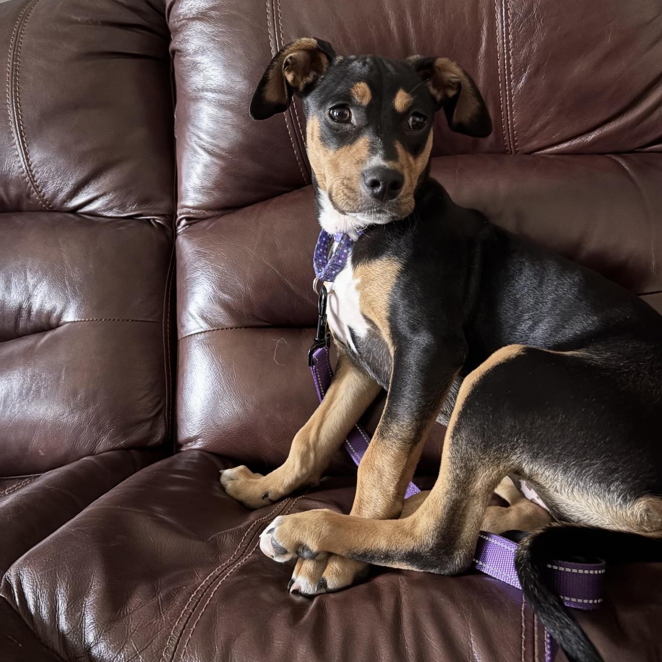 Enlarge Sprout , an adopted Mixed Breed in Pelham, NH image 3/6