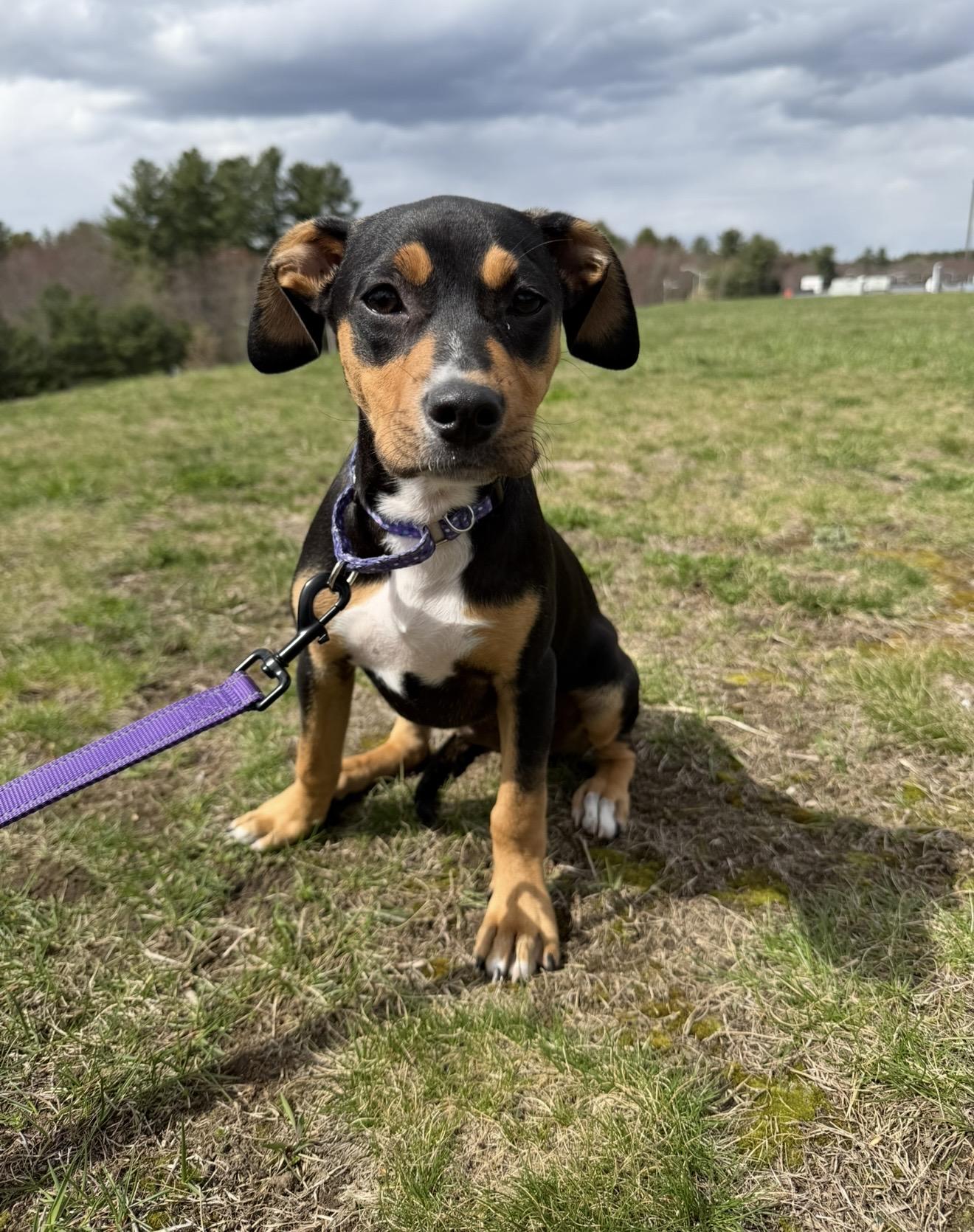 Enlarge Sprout , an adopted Mixed Breed in Pelham, NH image 6/6