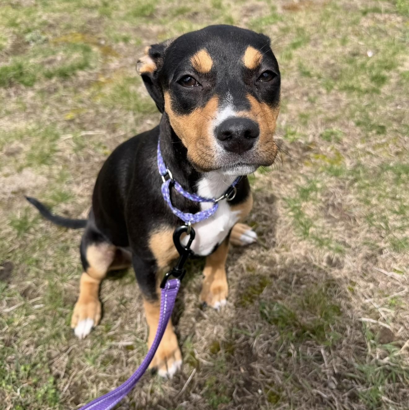 Enlarge Sprout , an adopted Mixed Breed in Pelham, NH image 4/6