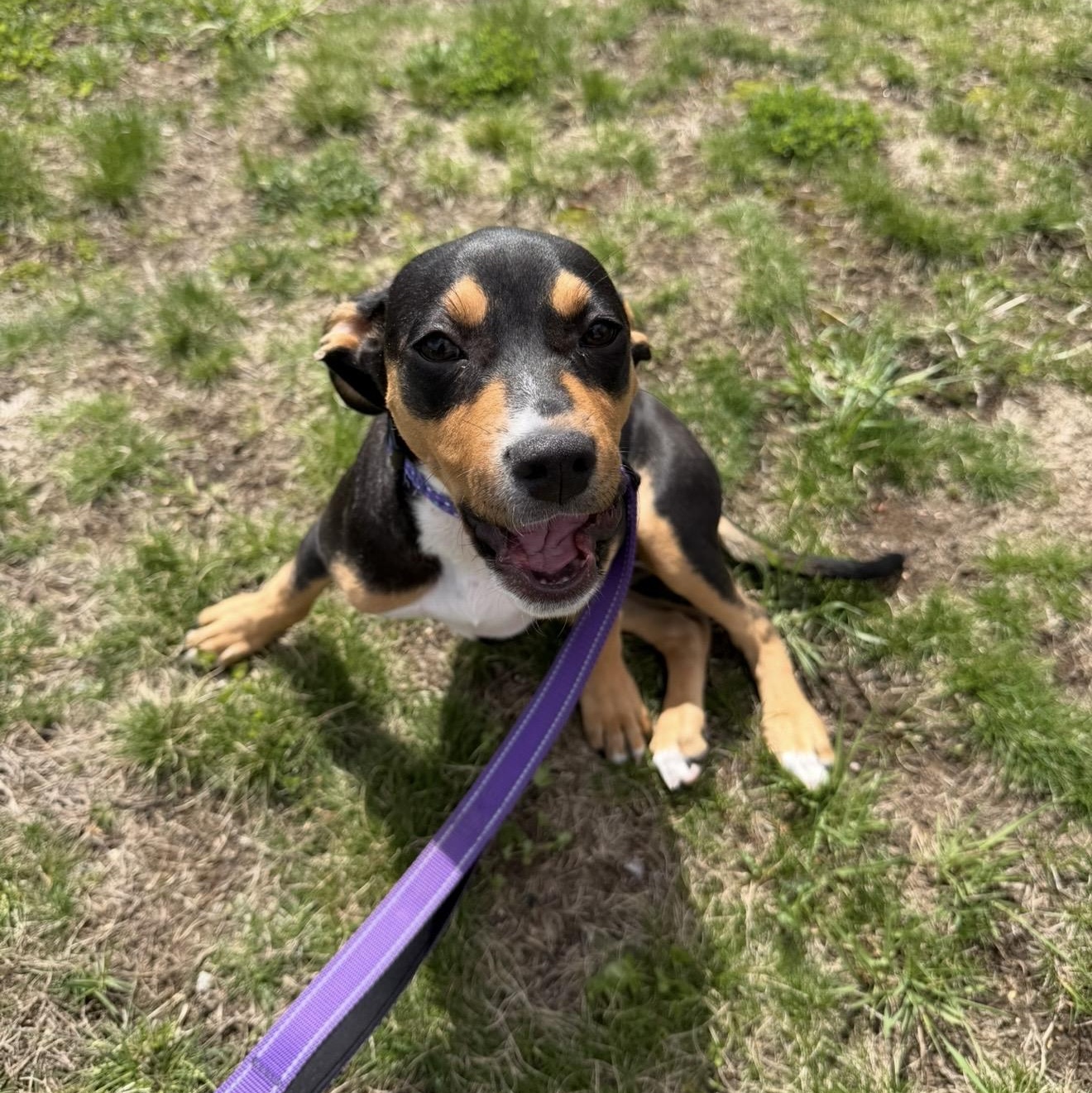 Sprout , adopted, Puppy Female Mixed Breed.