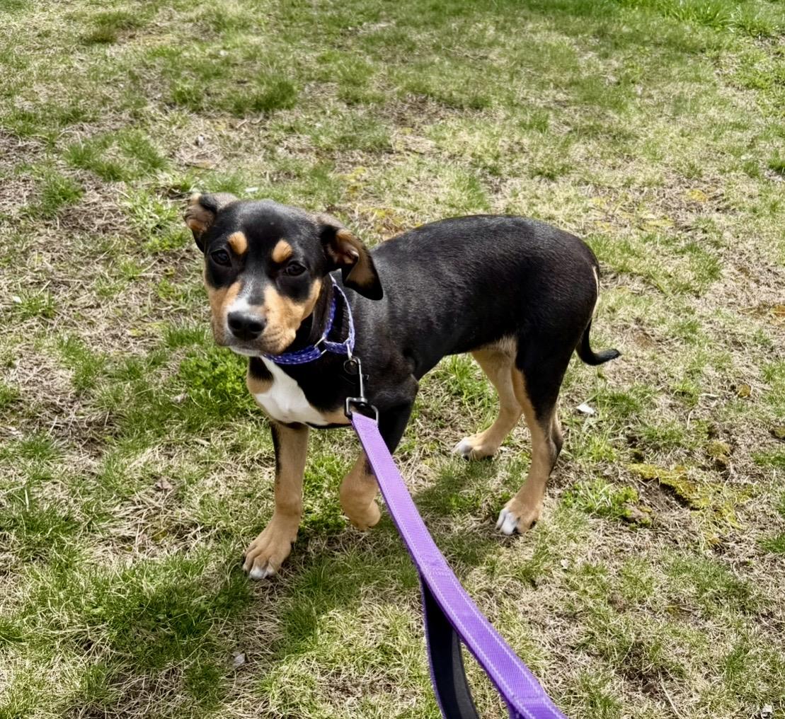 Enlarge Sprout , an adopted Mixed Breed in Pelham, NH image 5/6