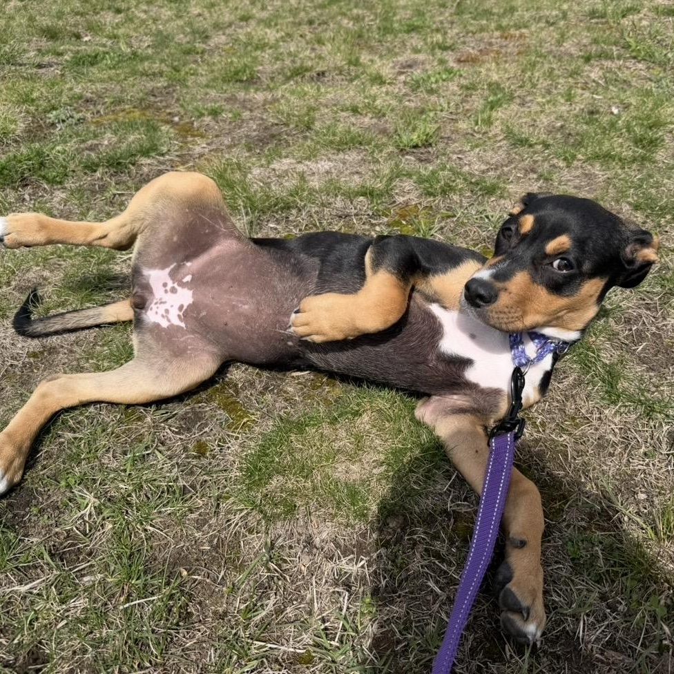 Enlarge Sprout , an adopted Mixed Breed in Pelham, NH image 2/6