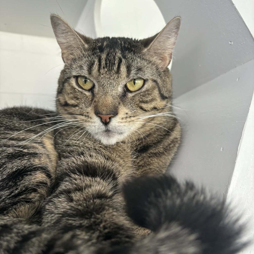 Enlarge Aspen, a Adoptable Domestic Short Hair in Hampton Bays, NY image 1/5