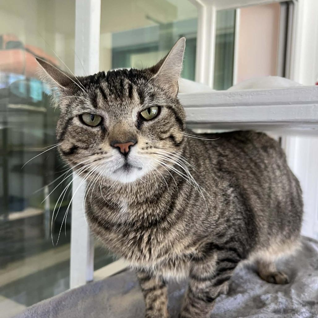 Enlarge Aspen, a Adoptable Domestic Short Hair in Hampton Bays, NY image 2/5