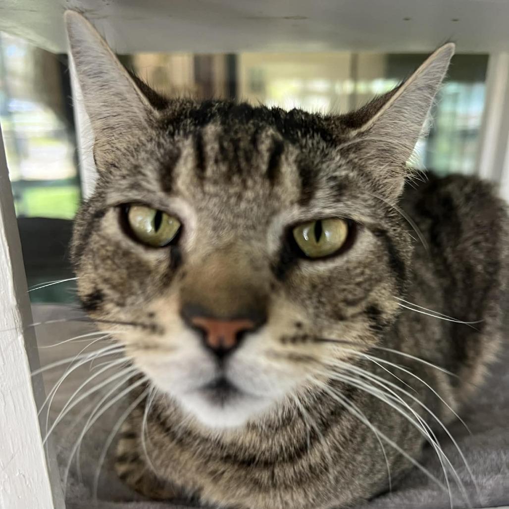 Enlarge Aspen, a Adoptable Domestic Short Hair in Hampton Bays, NY image 3/5