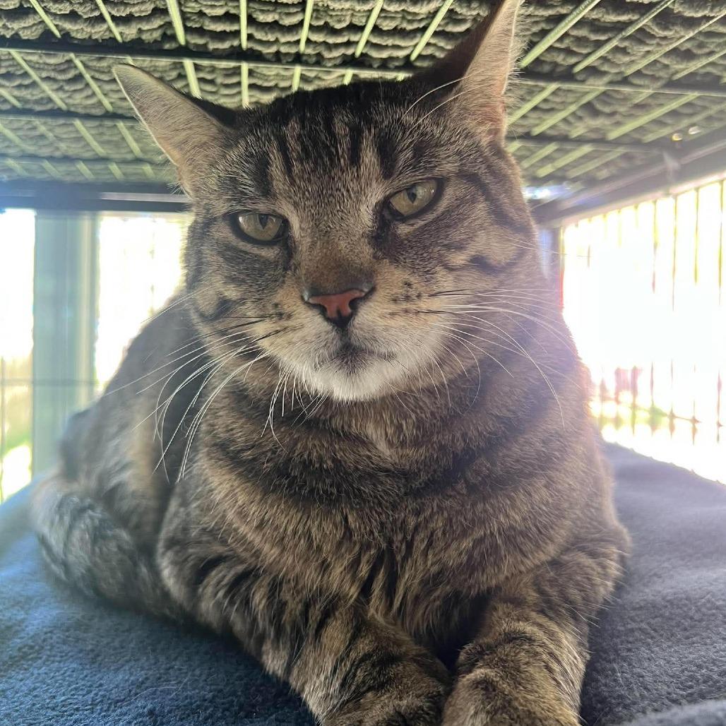 Enlarge Aspen, a Adoptable Domestic Short Hair in Hampton Bays, NY image 4/6