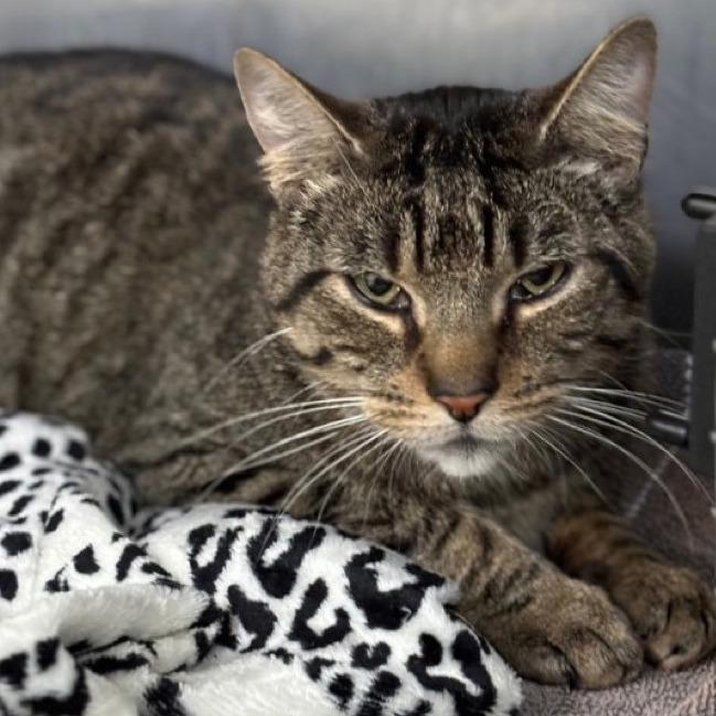 Aspen, a Adoptable Domestic Short Hair in Hampton Bays, NY image 1/2